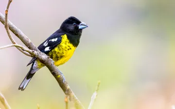 Rey del Bosque (Pheucticus aureoventris) - Fotografía de un ave Rey del Bosque (Pheucticus aureoventris) de plumaje amarillo brillante y negro, con su característico pico robusto gris azulado, posado en una rama.
