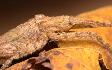 Dasyscelus normalis