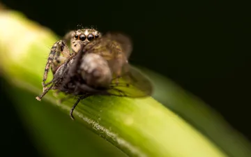 Salticidae