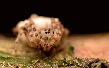 Alpaida ericae - Fotografía macro frontal de una araña Alpaida ericae mostrando sus múltiples ojos oscuros y cuerpo velludo sobre un fondo completamente negro.