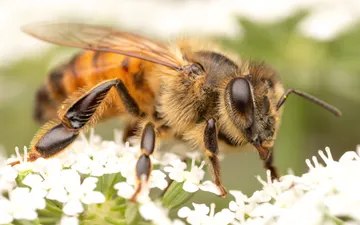 Abeja Doméstica Europea - Fotografía macro detallada de una abeja doméstica europea (Apis mellifera) recolectando polen sobre pequeñas flores blancas.