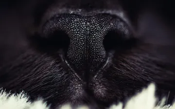 Auca - Primer plano macro de la textura húmeda de la nariz negra de una gata (Auca) rodeada de pelaje oscuro.