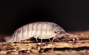 Armadillidium nasatum - Fotografía macro lateral de un bicho bolita (crustáceo terrestre Armadillidium nasatum) desplazándose sobre la textura de un tronco con fondo oscuro.