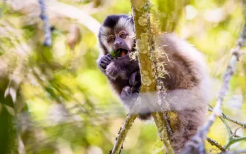 Mono Caí de las Yungas (Sapajus cay) - Fotografía de un Mono Caí de las Yungas (Sapajus cay) comiendo hojas verdes mientras trepa por la rama de un árbol cubierta de líquenes en un entorno boscoso luminoso.