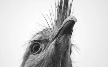 Chuña Patas Rojas (Cariama cristata) - Retrato en primer plano, en blanco y negro, del perfil de una Chuña Patas Rojas (Cariama cristata) mirando hacia arriba, destacando las plumas de su cresta y su ojo.