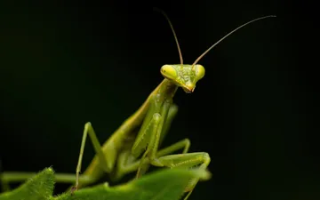 Mamboretá (Género Coptopteryx) - Retrato macro de un Mamboretá (mantis religiosa, género Coptopteryx) verde mirando directamente a la cámara sobre una hoja, con fondo oscuro.