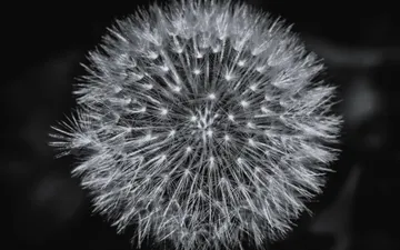 Panadero (Género Taraxacum) - Fotografía macro en blanco y negro de un panadero (semillas de diente de león) resaltando su intrincada estructura radial.