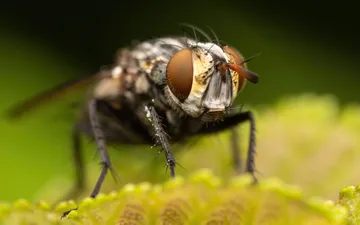 Mosca Caliptrada (Calyptratae) - Primer plano macro extremo de una Mosca Caliptrada resaltando sus grandes ojos compuestos rojos y textura, posada sobre una superficie verde.