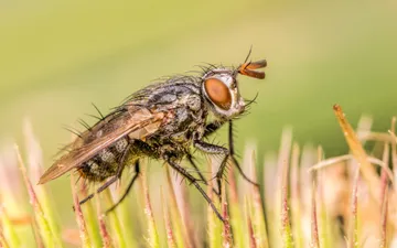 Mosca Parasitoide (Familia Tachinidae) - Fotografía macro de perfil de una mosca parasitoide (Tachinidae) cubierta de cerdas negras rígidas, posada sobre una planta espinosa con fondo verde.