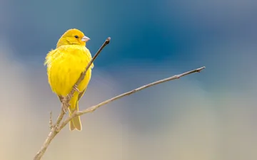 Jilguero Dorado (Sicalis flaveola) - Fotografía de un Jilguero Dorado (Sicalis flaveola) de plumaje amarillo brillante posado sobre una rama fina con un fondo difuminado azul y gris.