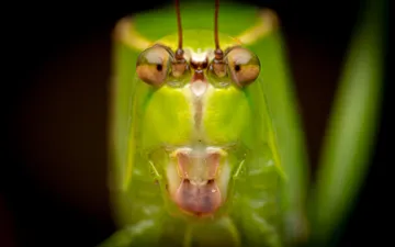 Stilpnochlora nanna - Primer plano macro frontal del rostro de un saltamontes verde esperanza (Stilpnochlora nanna), enfocando con gran detalle sus ojos compuestos y textura.