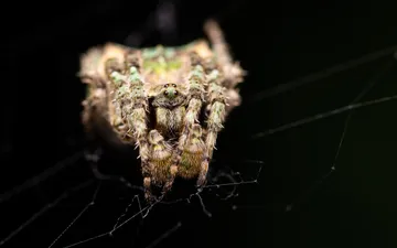 Araña Tejedora Parda - Fotografía macro de una Araña Tejedora Parda (Parawixia) posada en el centro de su telaraña con un fondo oscuro.