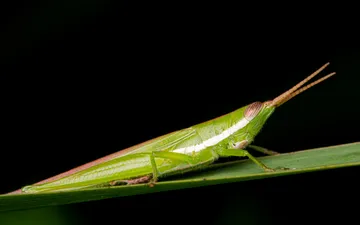 Saltamontes - Fotografía macro de un saltamontes verde brillante (familia Tucayaca) posado sobre una hoja de pasto con fondo negro.