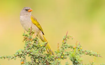 Verdón (Embernagra platensis) - Fotografía de un ave Verdón (Embernagra platensis) con su distintivo pico naranja brillante, posado sobre una rama espinosa de Piquillín con un fondo verde suave.